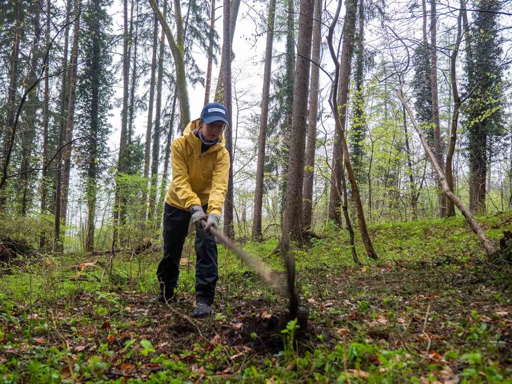 Meine Erfahrungen bei der Freiwilligenarbeit am Bergwaldprojekt