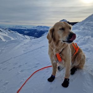 Crans-Montana_Bergumgebung_mit_Hund_01_© Livia Waser