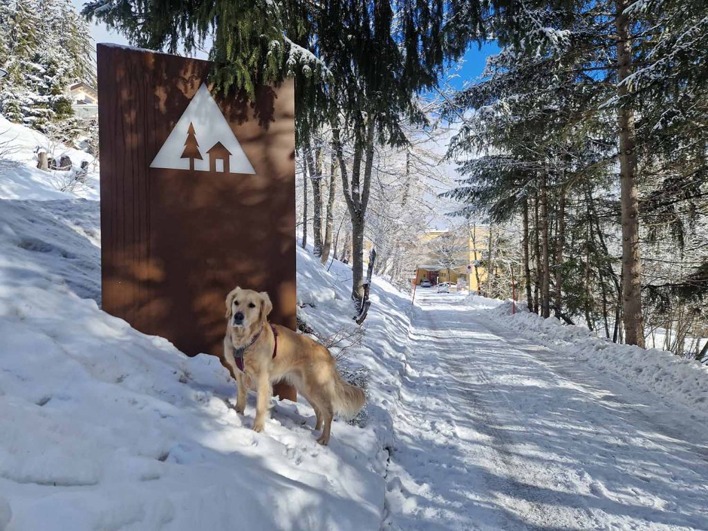Experience winter in Crans-Montana with your dog