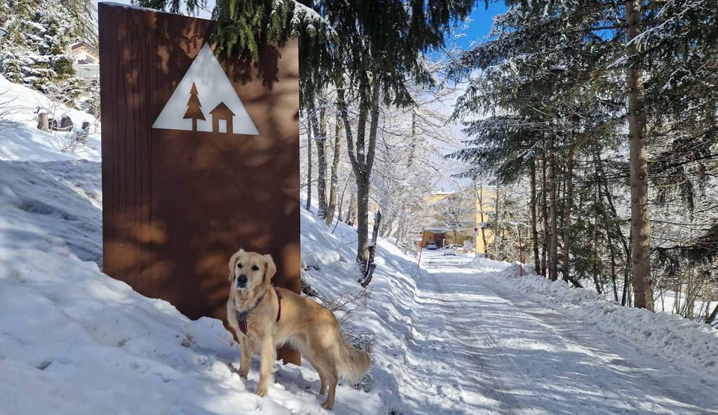 Erlebe den Winter in Crans-Montana mit Hund